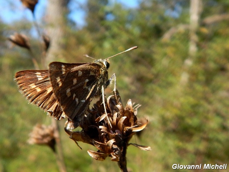 Hesperia comma